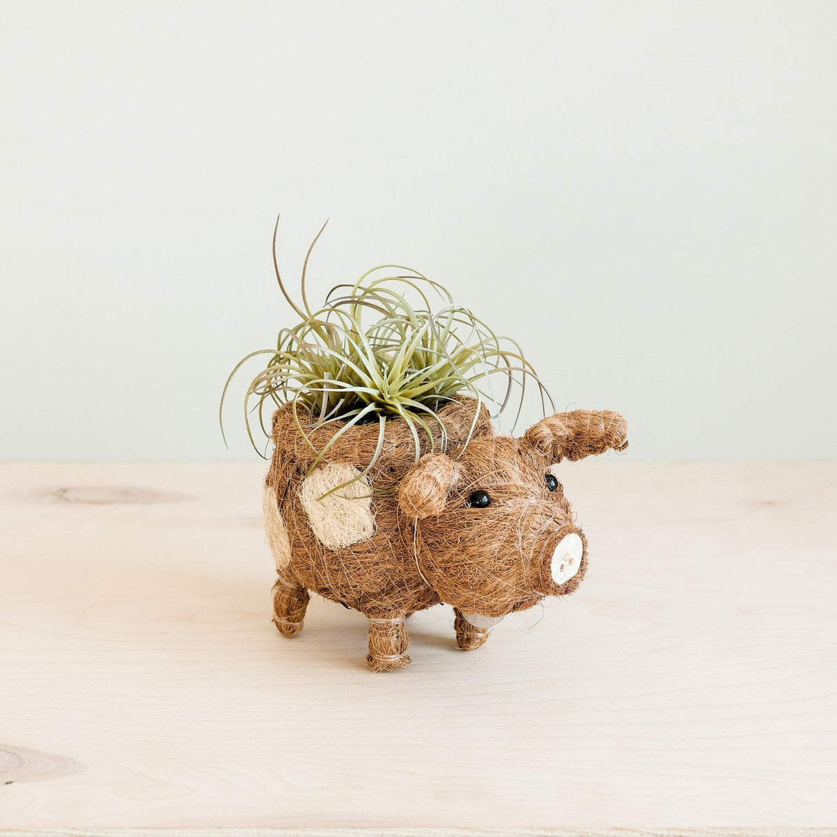Baby Pig Succulent Pot - Handmade Planters | from LIKHÂ
