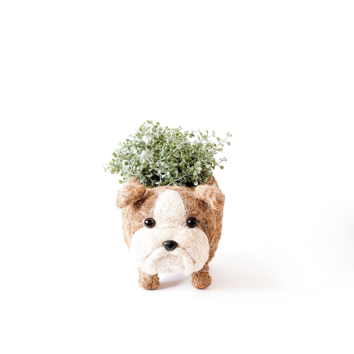 English Bulldog Planter - Coco Coir Pots | from LIKHÂ