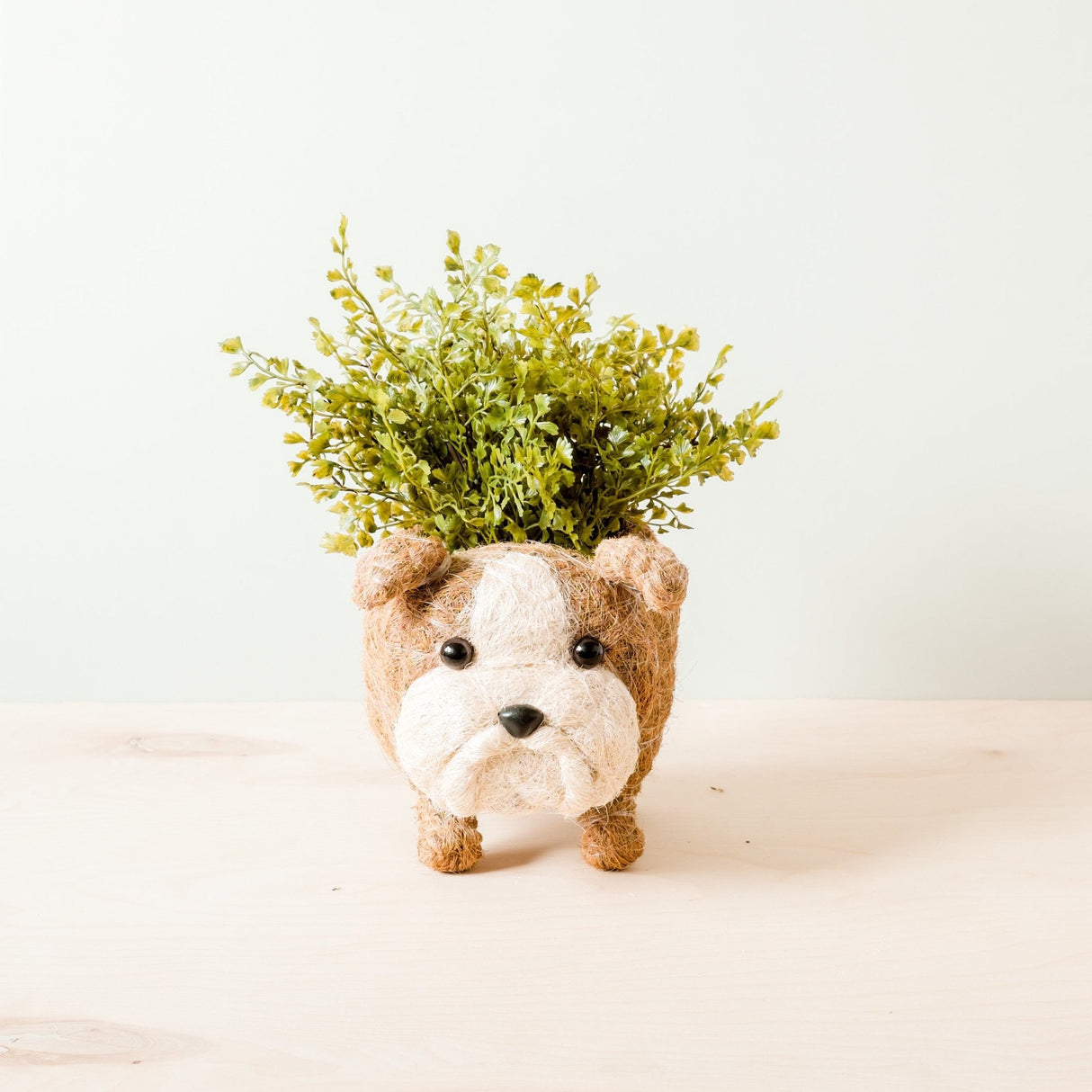 English Bulldog Planter - Coco Coir Pots | from LIKHÂ