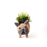French Bulldog Planter - Coco Coir Pots | from LIKHÂ