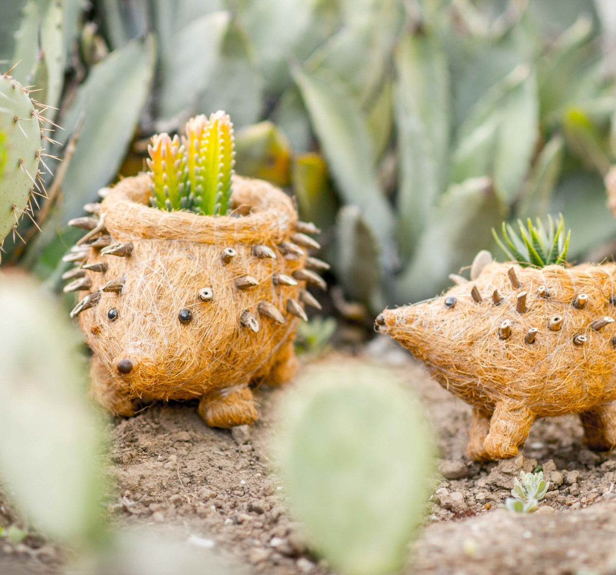 Hedgehog Planter - Coco Planter|From LIKHÂ