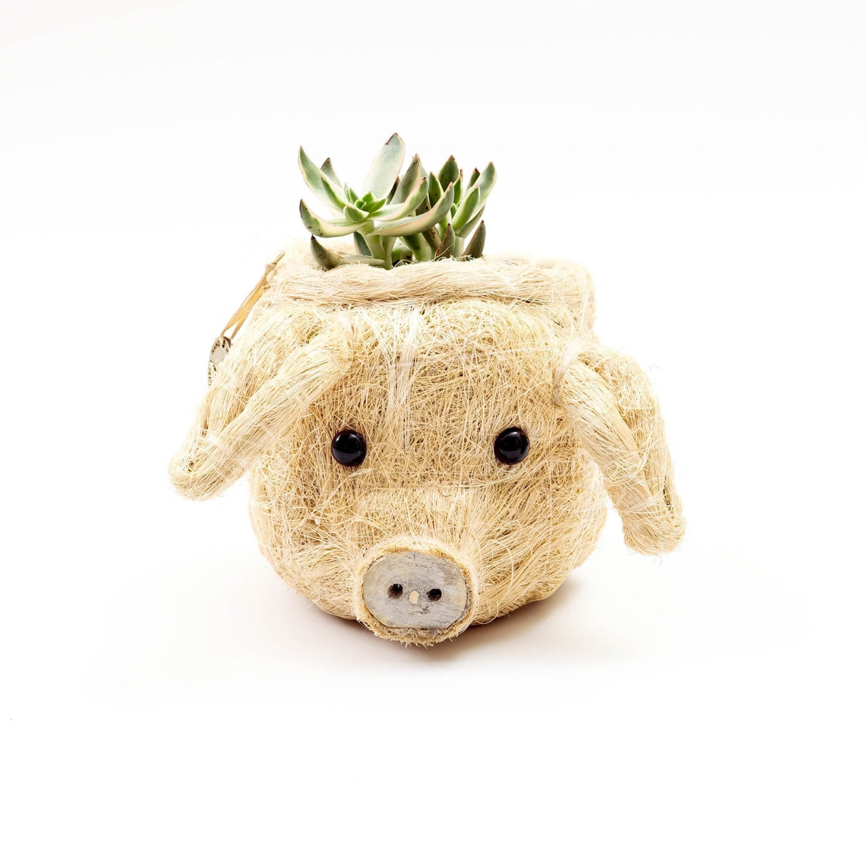 Pig Plant Pot - Animal Head Plant Pot | From LIKHÂ