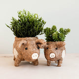 Pig Planter - Coco Coir Pots | From LIKHÂ