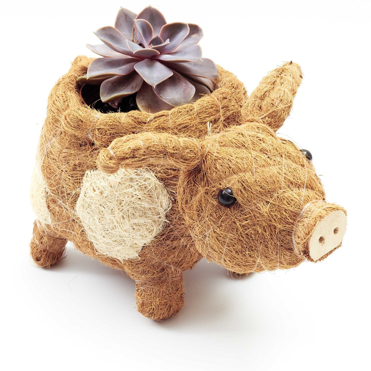 Pig Planter - Coco Coir Pots | From LIKHÂ