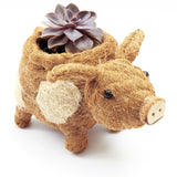 Pig Planter - Coco Coir Pots | From LIKHÂ