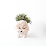 Poodle Planter - Coco Coir Pots |From  LIKHÂ