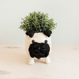 Pug Planter - Coco Coir Pots | From LIKHÂ