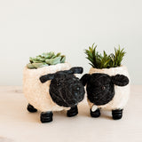 Sheep Planter - Coco Coir Pots |From  LIKHÂ