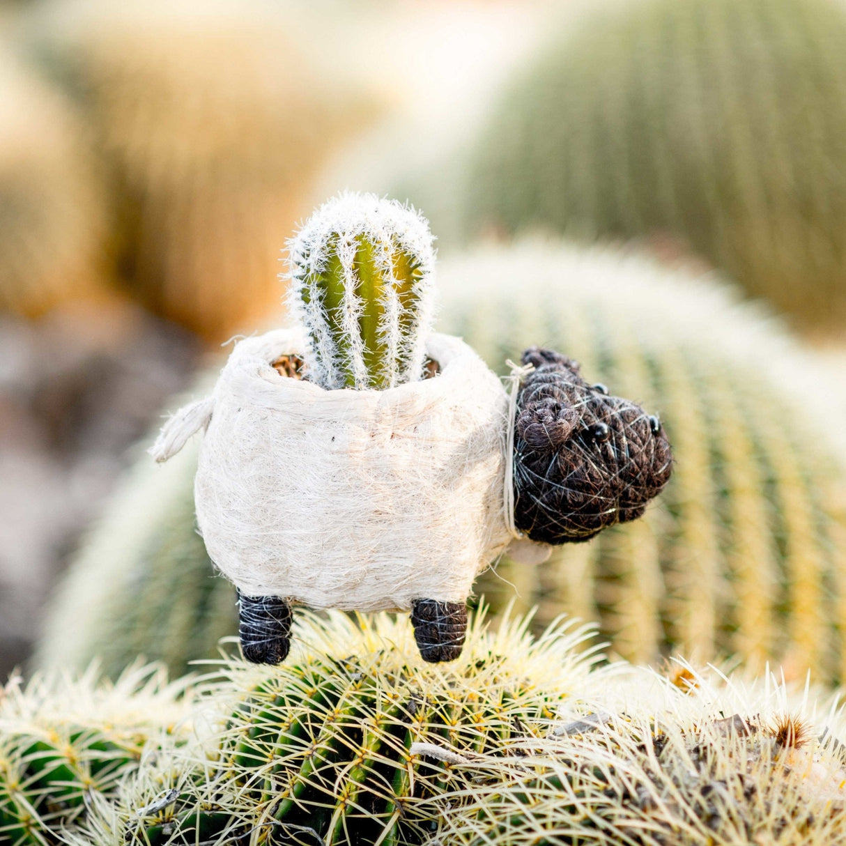 Sheep Planter - Coco Coir Pots |From  LIKHÂ