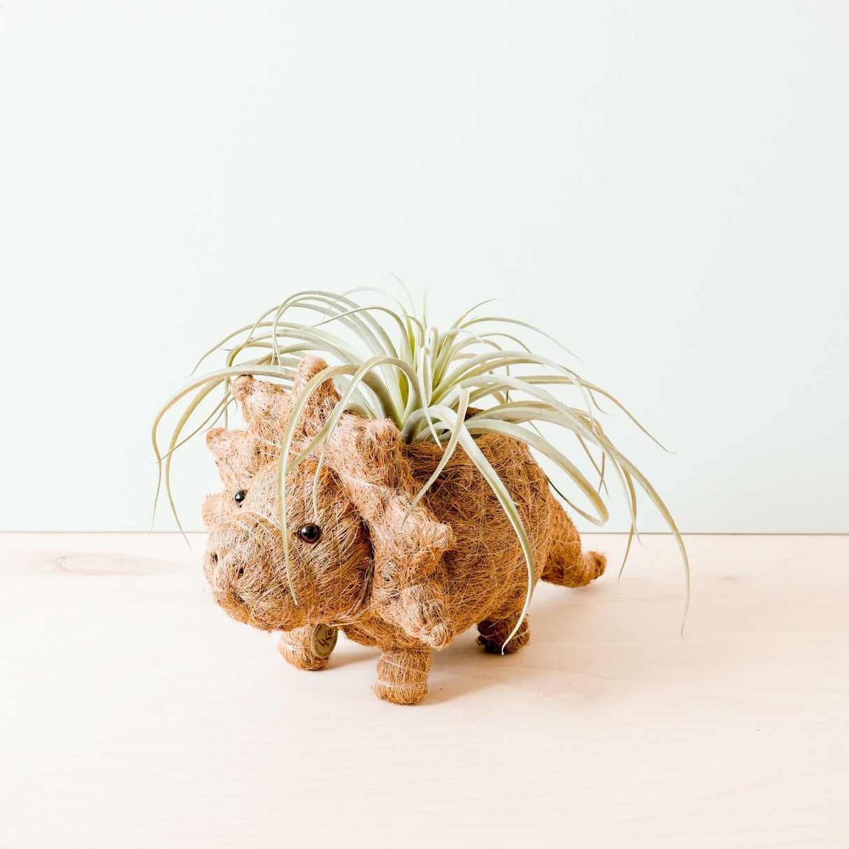 Triceratops Planter - Coco Coir Pots | from LIKHÂ