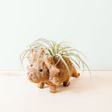 Triceratops Planter - Coco Coir Pots | from LIKHÂ