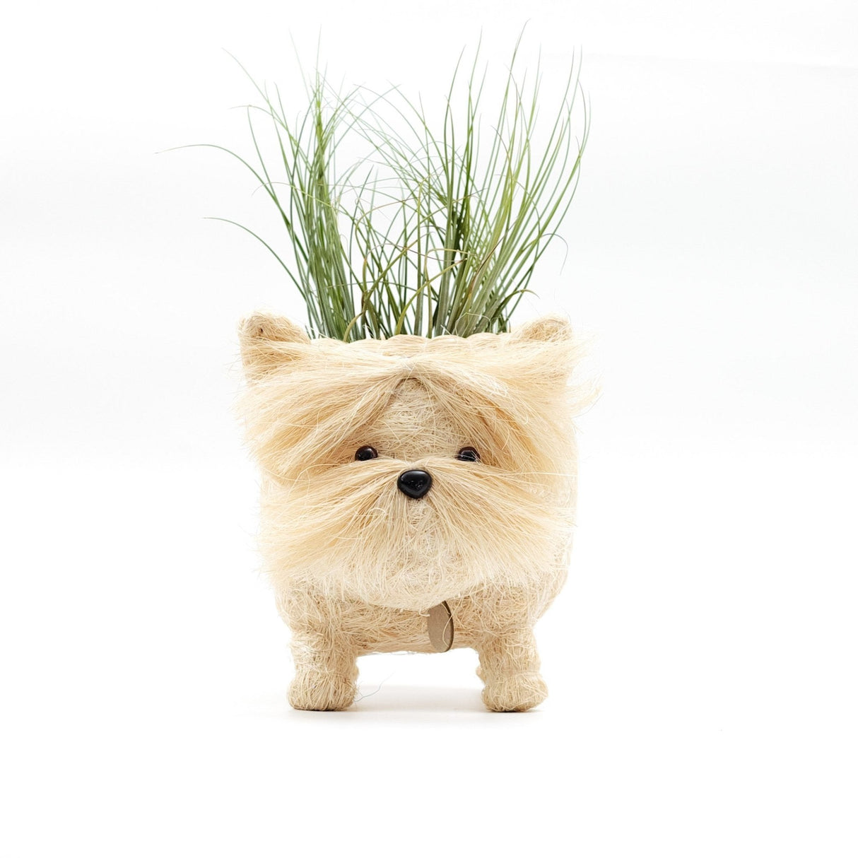 Westie Planter - Coco Coir Pots | from LIKHÂ
