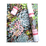 Sensitive Succulents From Pink Picasso Kits