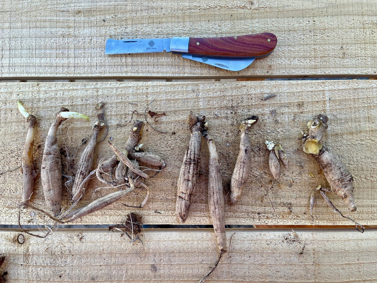 Professional Gardener's Knife - For Pruning, Grafting and Propagation from The Celtic Farm