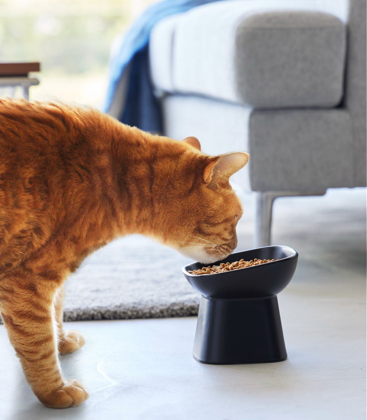 Tilted Pet Food Bowl from Yamazaki Home