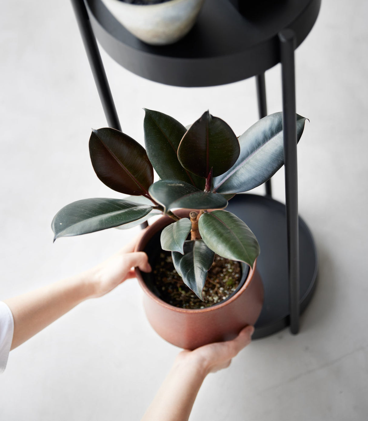 Two-Tier Rolling Plant Stand (28" H)  - Steel from Yamazaki Home