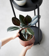 Two-Tier Rolling Plant Stand (28" H)  - Steel from Yamazaki Home