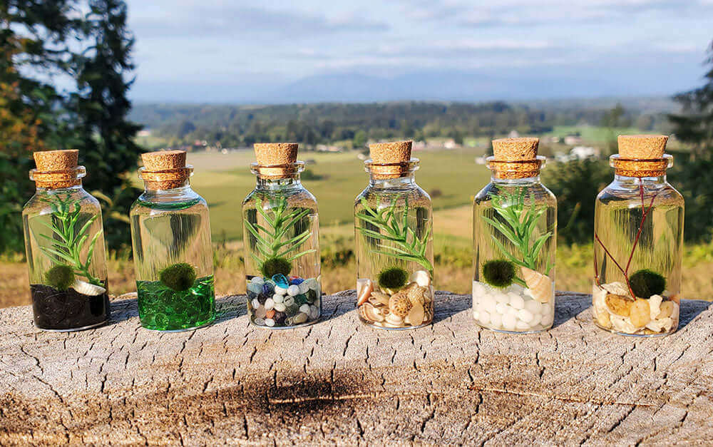 Small Alchemist Terrariums Set of Six from Moss Ball Pets™
