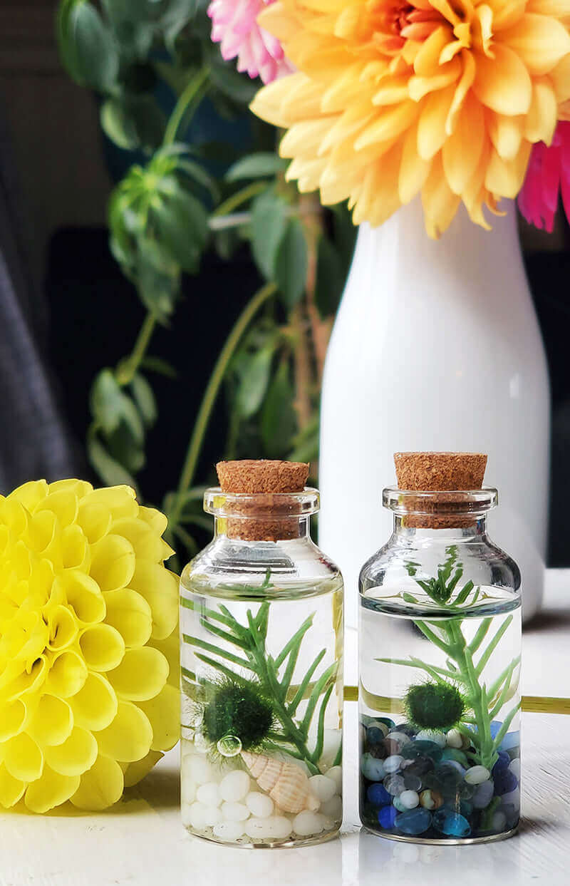 Small Alchemist Terrariums Set of Two from Moss Ball Pets™
