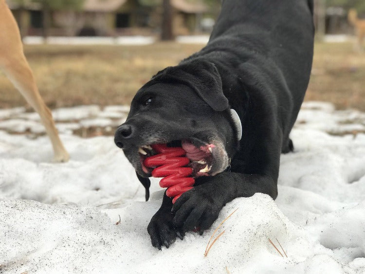 Christmas Tree Ultra Durable Nylon Dog Chew Toy From SodaPup
