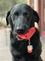Cherry Pie Ultra Durable Nylon Dog Chew Toy and Treat Holder From SodaPup