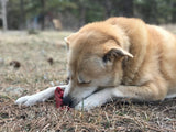 Cherry Pie Ultra Durable Nylon Dog Chew Toy and Treat Holder From SodaPup