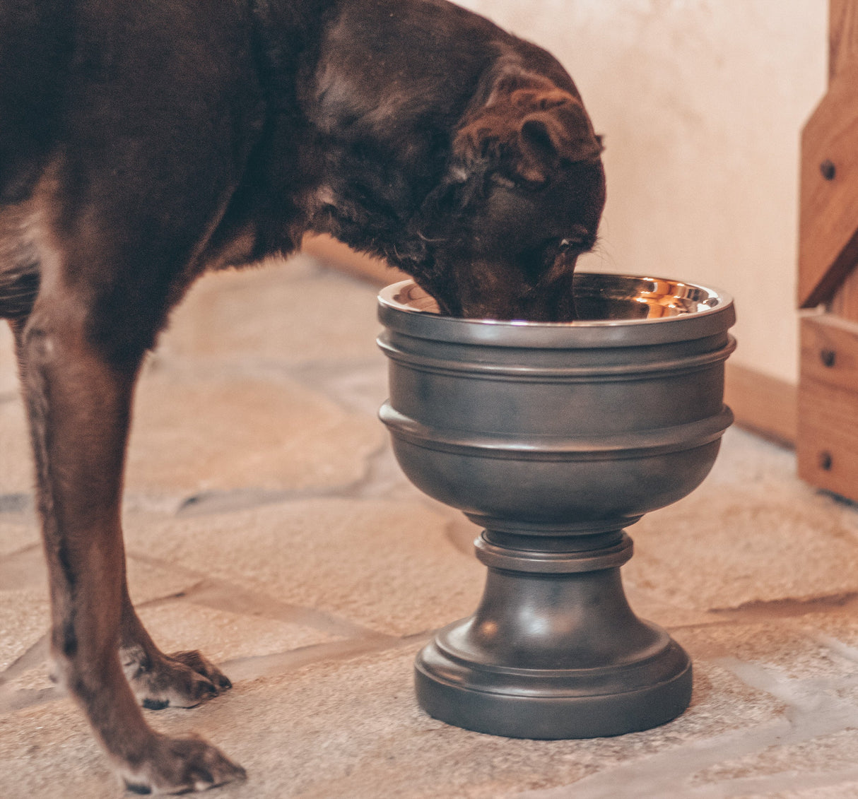 Summit Elevated Dog Bowl from Pet Junkie