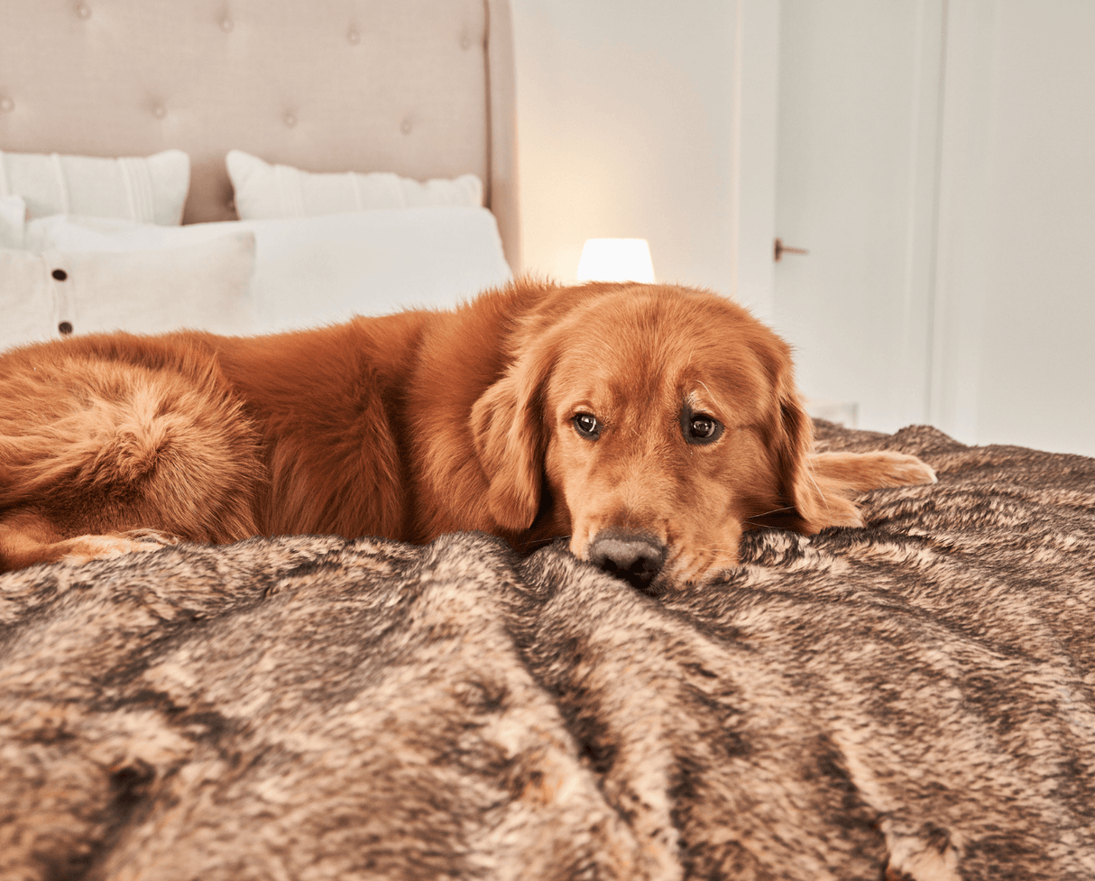 PupProtector™ Summer Short Fur Waterproof Throw Blanket - Sable Tan from Paw.com