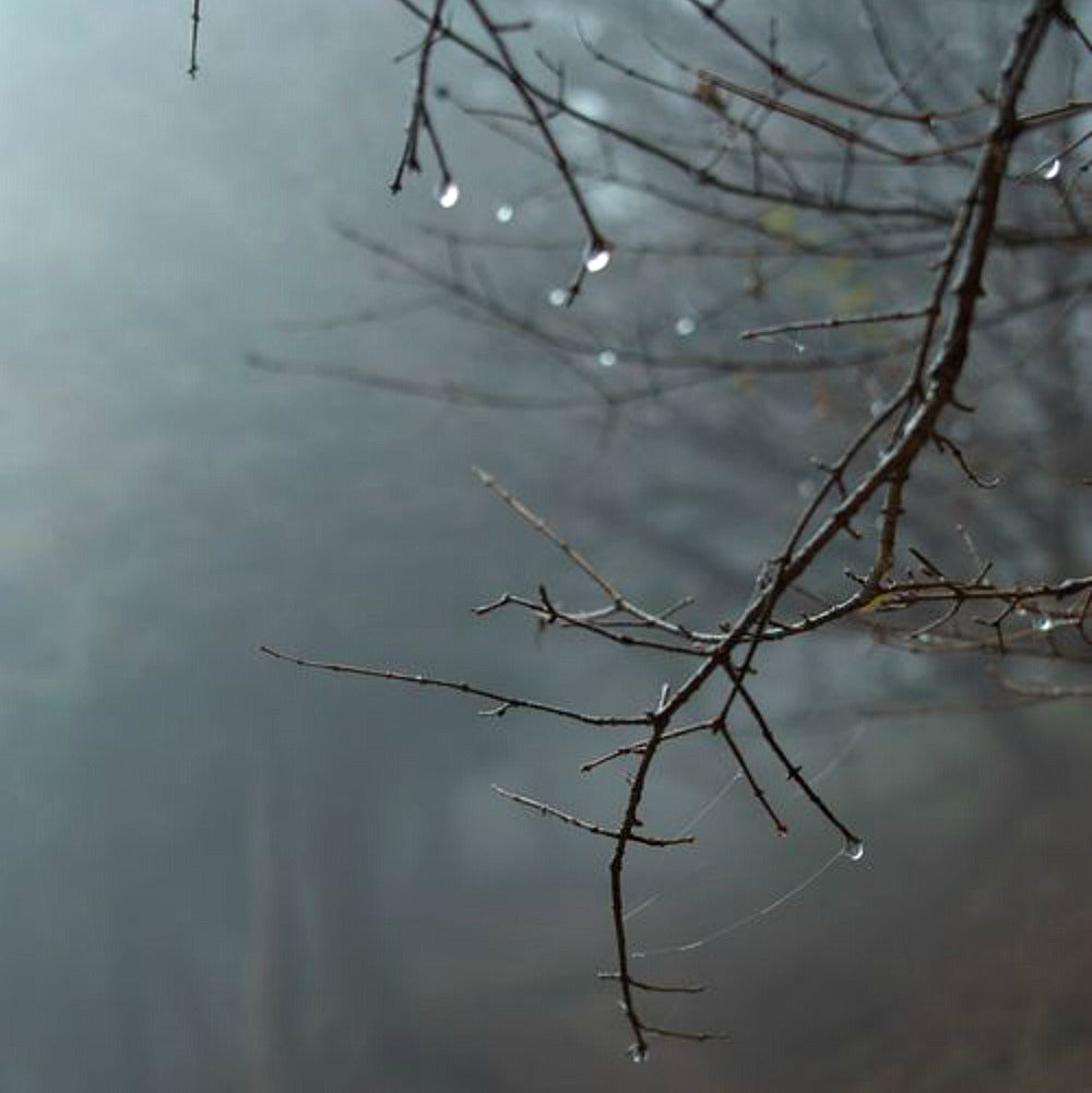 Twilight Woods from Wicked Good Perfume