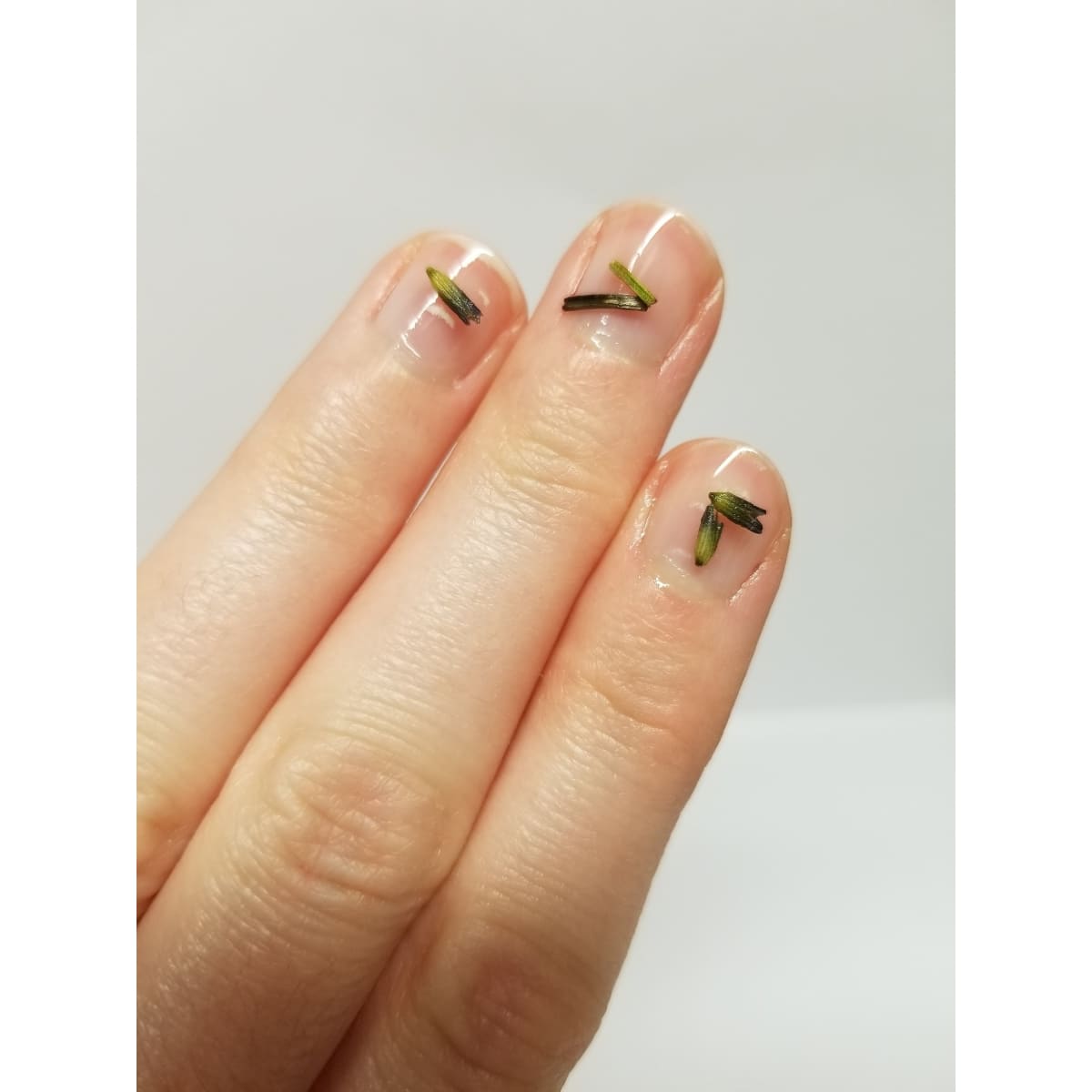 Brittle Nail Serum from By Robin Creations