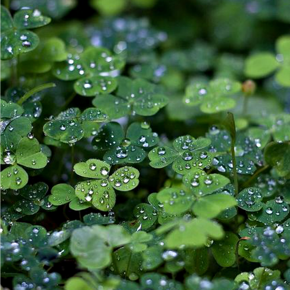 Green Clover & Aloe from Wicked Good Perfume