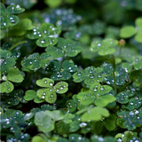 Green Clover & Aloe from Wicked Good Perfume