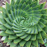 Watercress & Aloe from Wicked Good Perfume